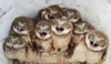 pollitos.png