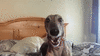 greyhound.gif