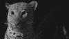 jaguar-gif-gifmaniacos.es_.gif