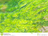 limo-verde-de-algas-en-el-lago-66172104.jpg