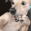 11B9640E-8AC5-4362-9462-6E143C3B1432.gif