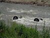 car-upside-down-submerged-in-river-768x576.jpg