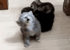 B84E9024-5FD3-4DF9-B327-FED887780C0C.gif