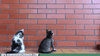 IMG_9093.gif
