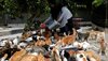 mujer_gatos_indonesia_viral.jpg