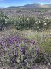 IMG_8007.jpeg