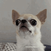 7518A74F-6985-4269-BD1F-8A8F4E9AB147.gif