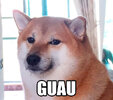 perro-guau.jpg