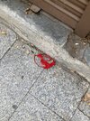 IMG_9039.jpeg