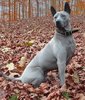 el-temperamento-del-perro-thai-ridgeback.jpg