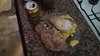 IMG-20180921-WA0014.jpeg