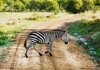 17641467-cebra-en-sabana-cruzar-la-carretera-África-safari-en-el-serengeti-tanzania.jpg