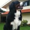carlochoslm