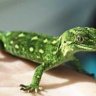 Gecko2k3