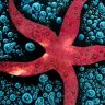sea star