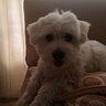 CHIQUI X1