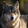 El Lobo