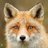 drfox