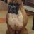 Barri hamilton