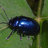 ESCARABAJO