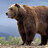 Pablo Bear